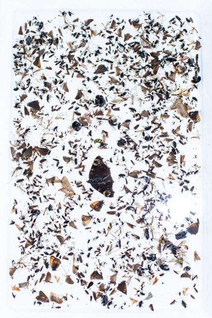 Biomasse flugaktiver Insekten in Alkohol in einer Schale, gefangen im Juli 2017 im Naturschutzgebiet in NRW, gefangen mit der Malaise Falle, Entomologischer Verein Krefeld, Studie zum Rückgang der Biomasse von Insekten, Krefeld, Thema Naturschutz in Deutschland